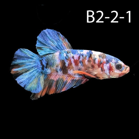 Samurai Koi Galaxy Halfmoon Plakat Betta (WYSIWG)