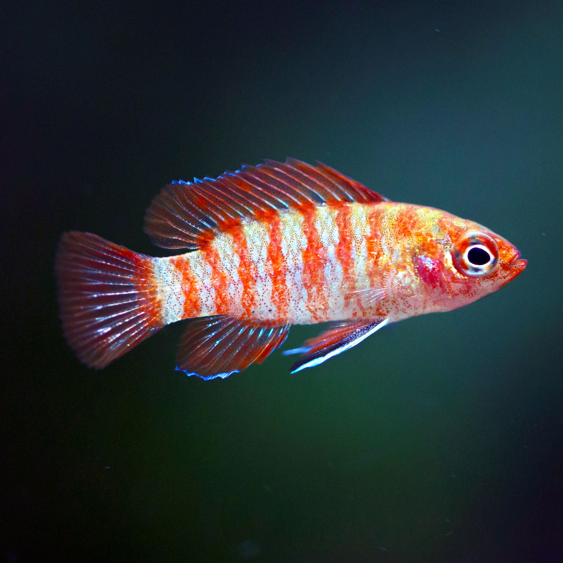 Scarlet Badis Nano FIsh Shrimpy Business