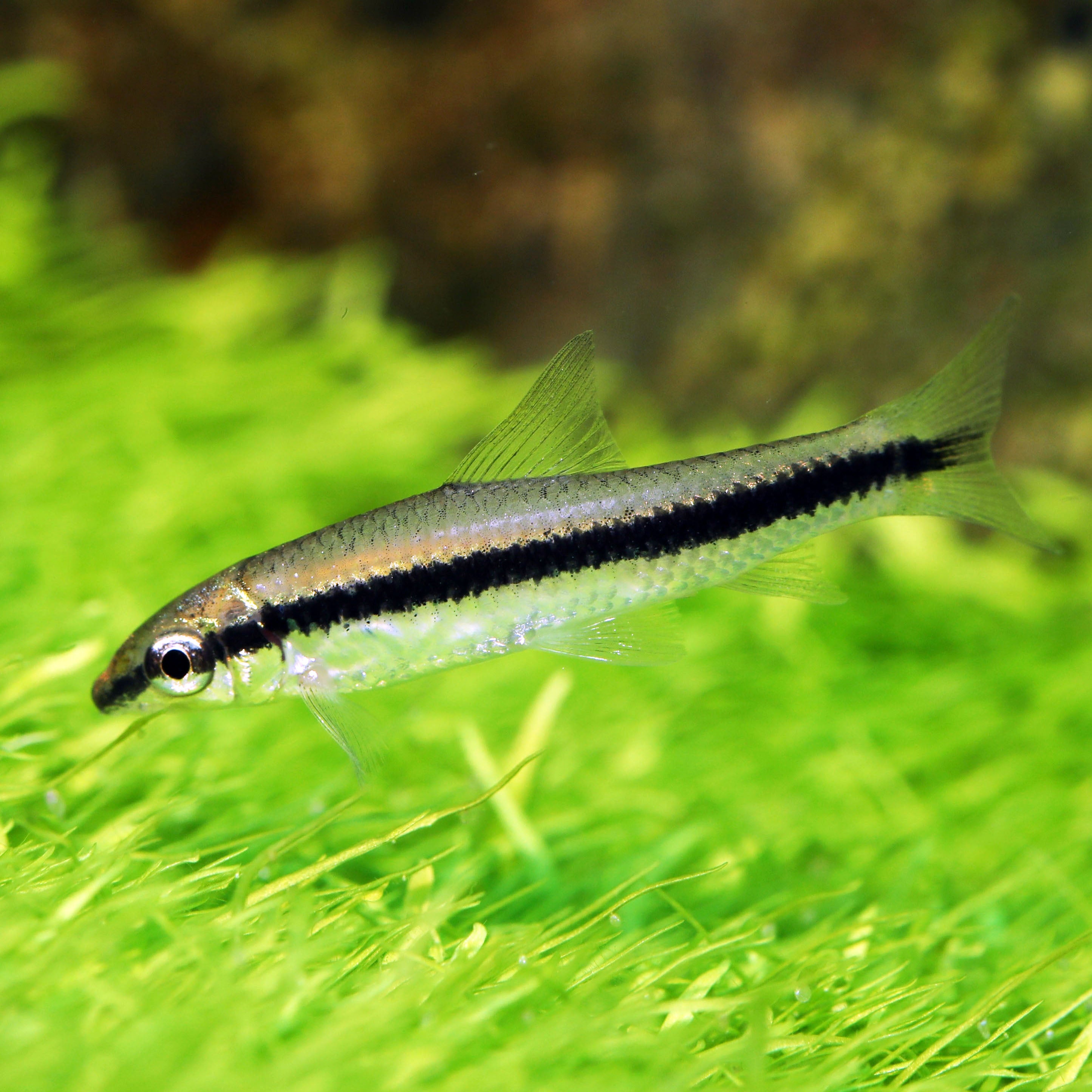 Siamese Algae Eater Siamese Algae Eater