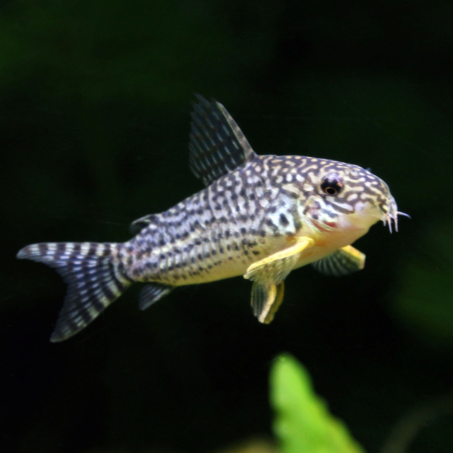 Sterbai Corydoras (Tank-Bred)