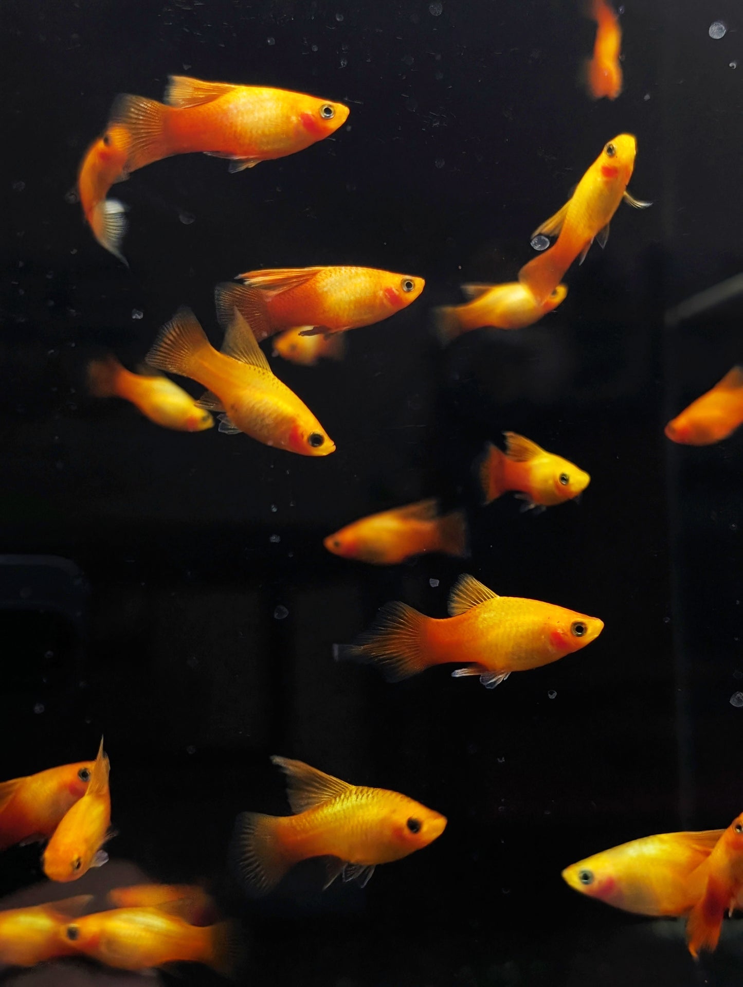 Sunburst Highfin Platy