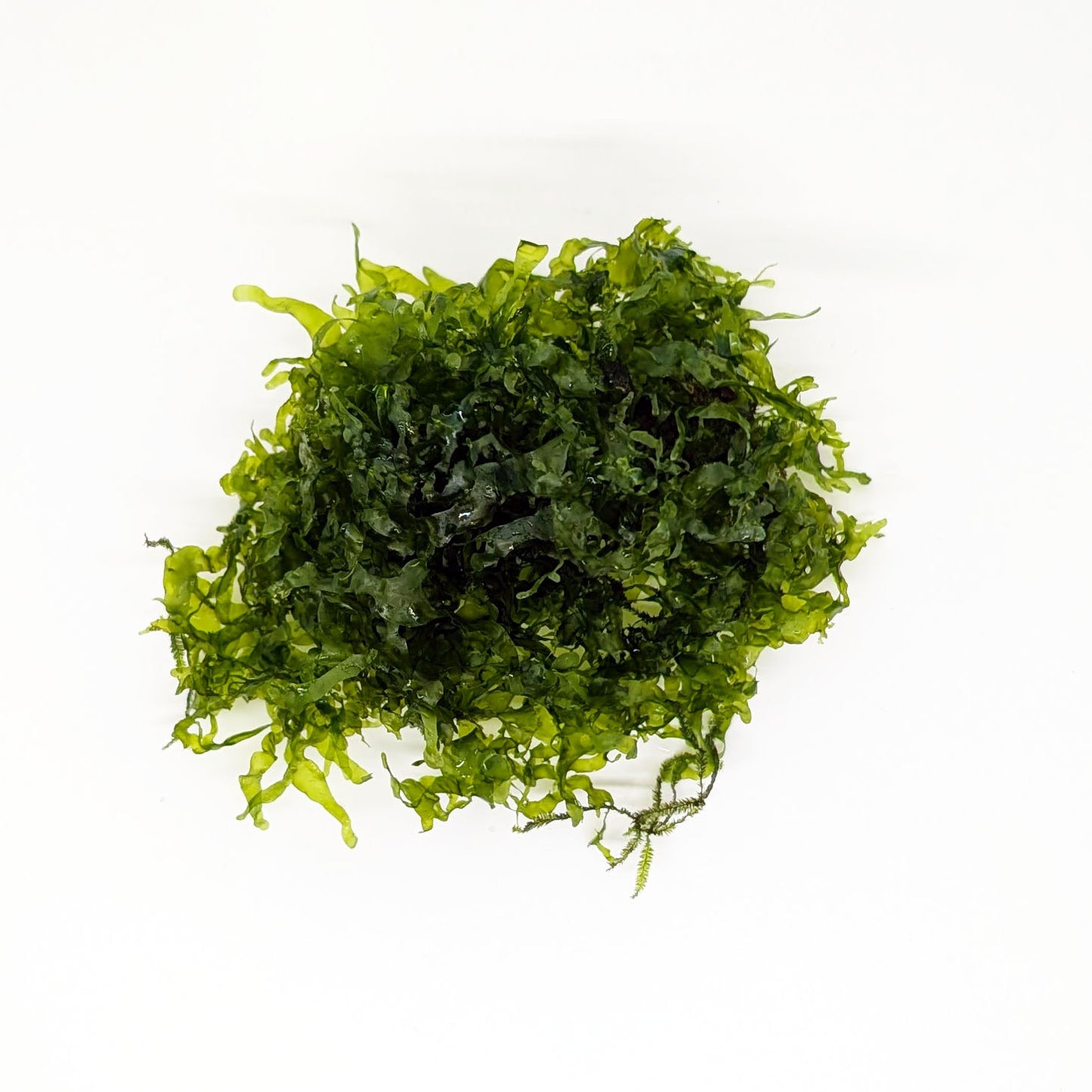 Subwassertang