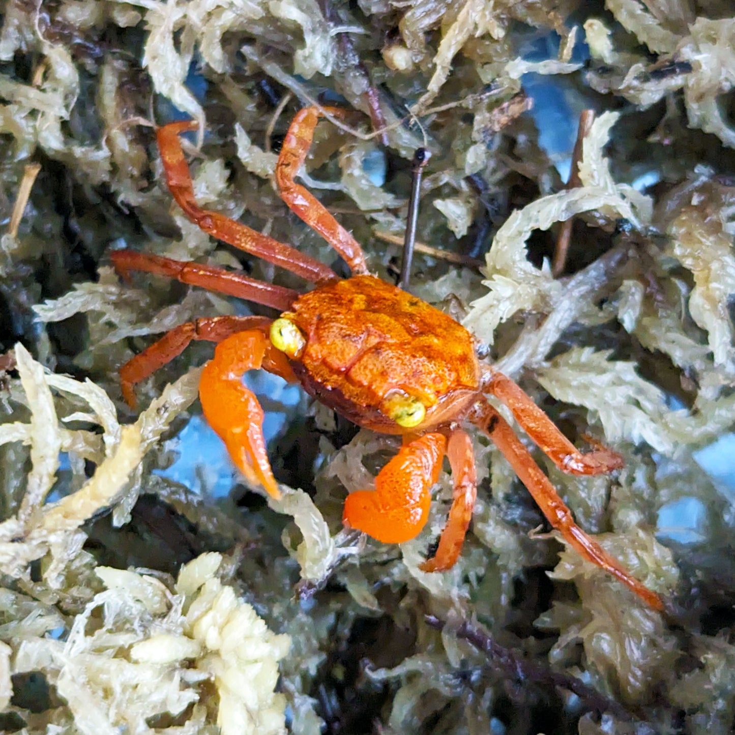 Tomato Vampire Crabs