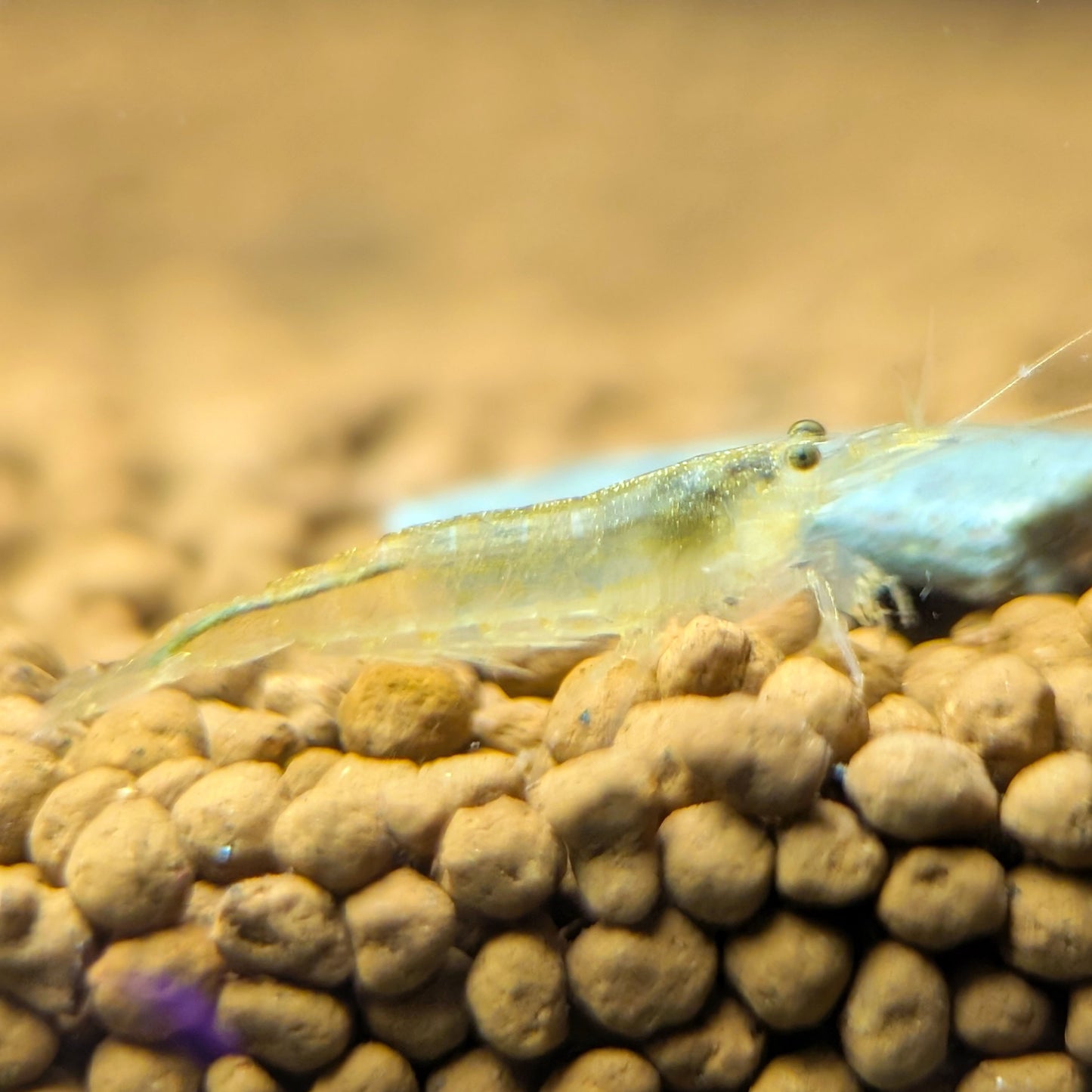 Yellow Amano Shrimp