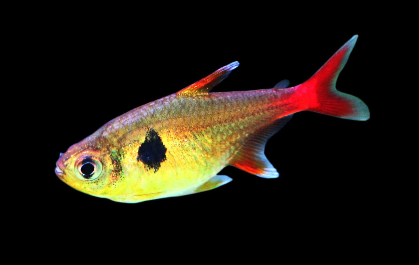 Yellow Phantom Tetra