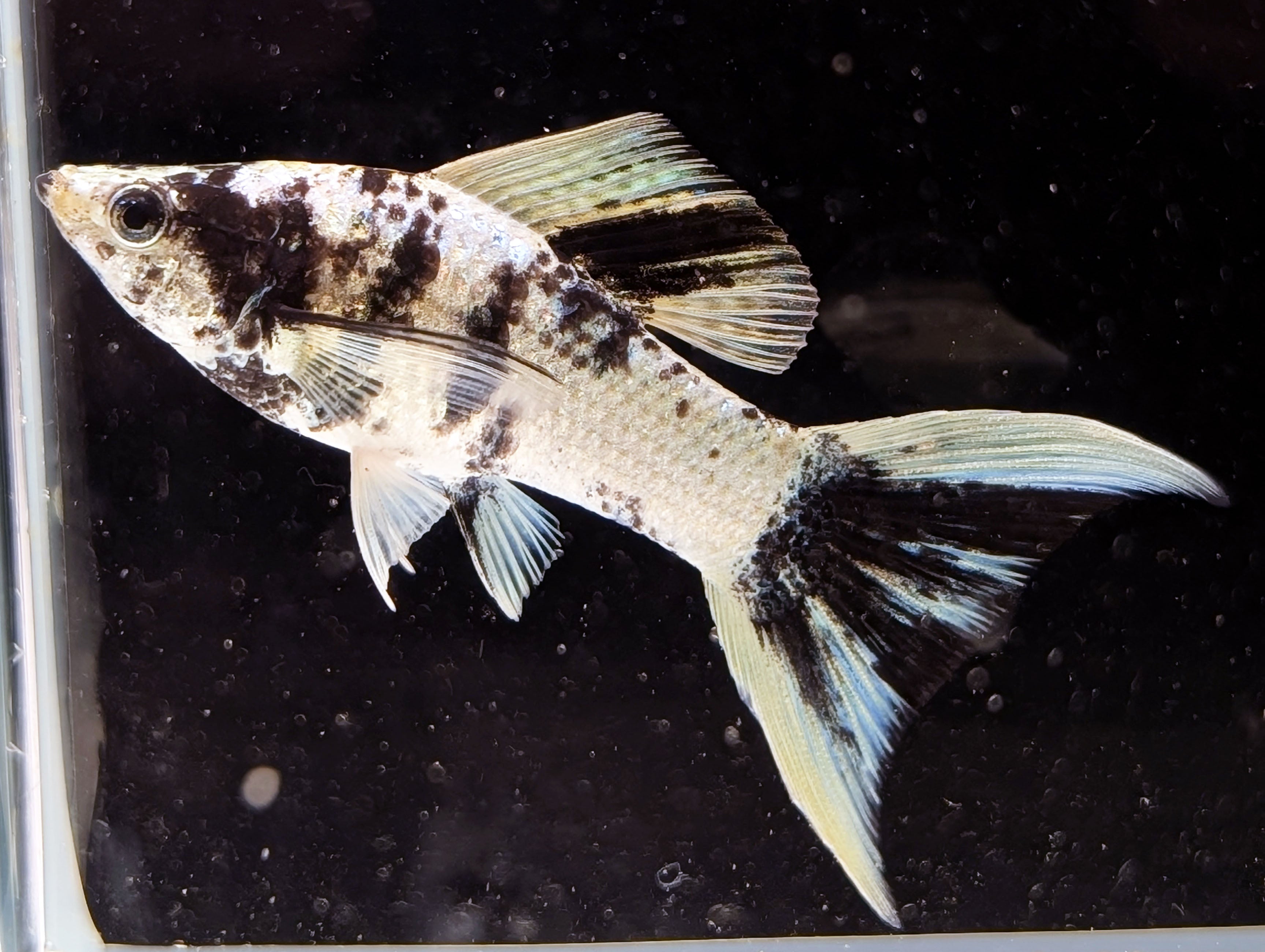 Grade A Zebra Lyretail Mollies | Nano FIsh | Shrimpy Business