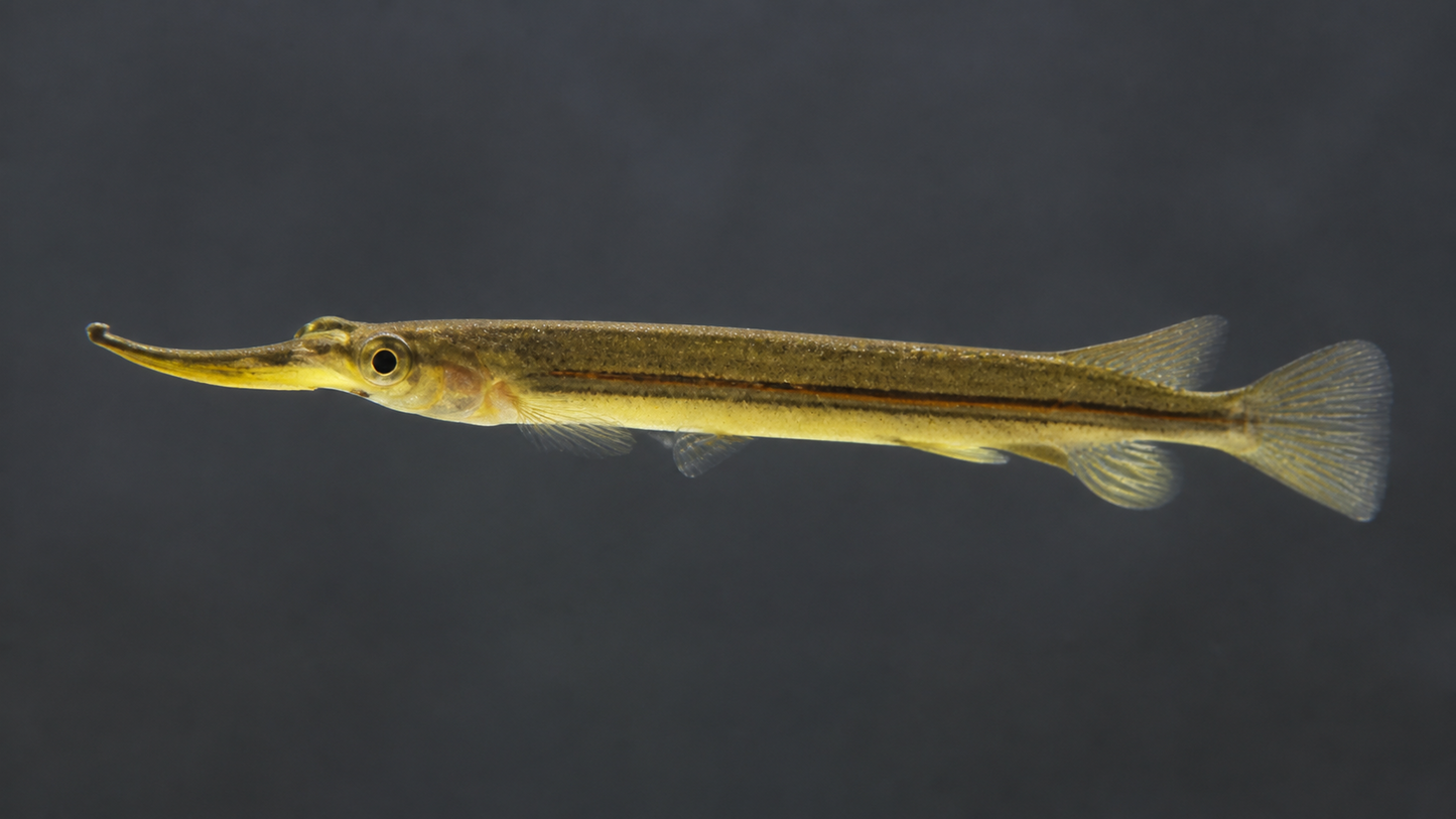 Red-line Halfbeak "Sijuk"
