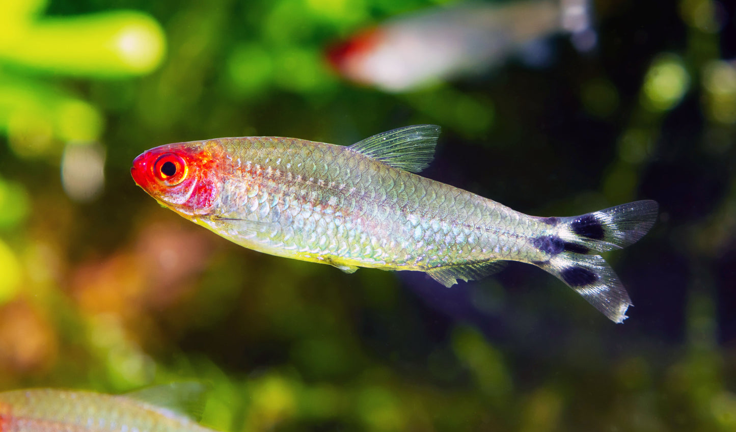 Rummynose Tetra (Tank-Bred)
