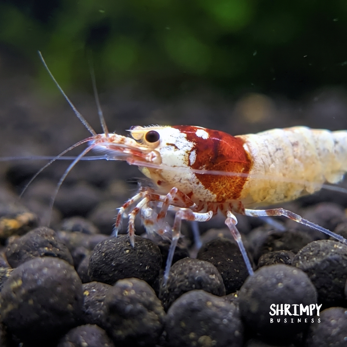 Red German Spotted Head Pinto