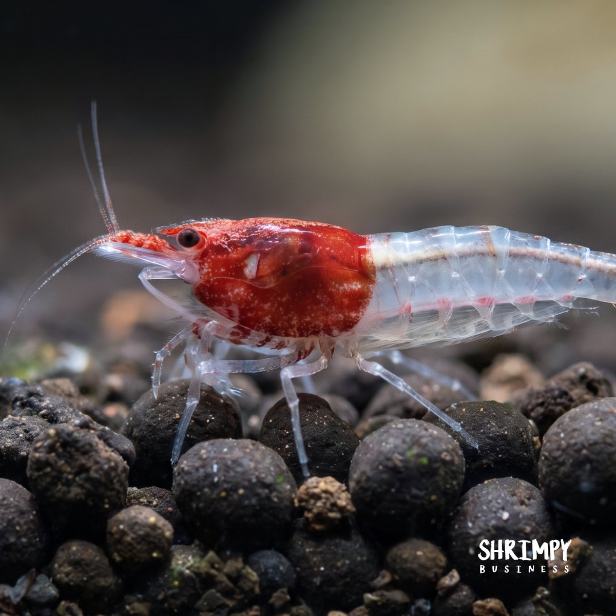 Little Red Riding Hood Shrimp