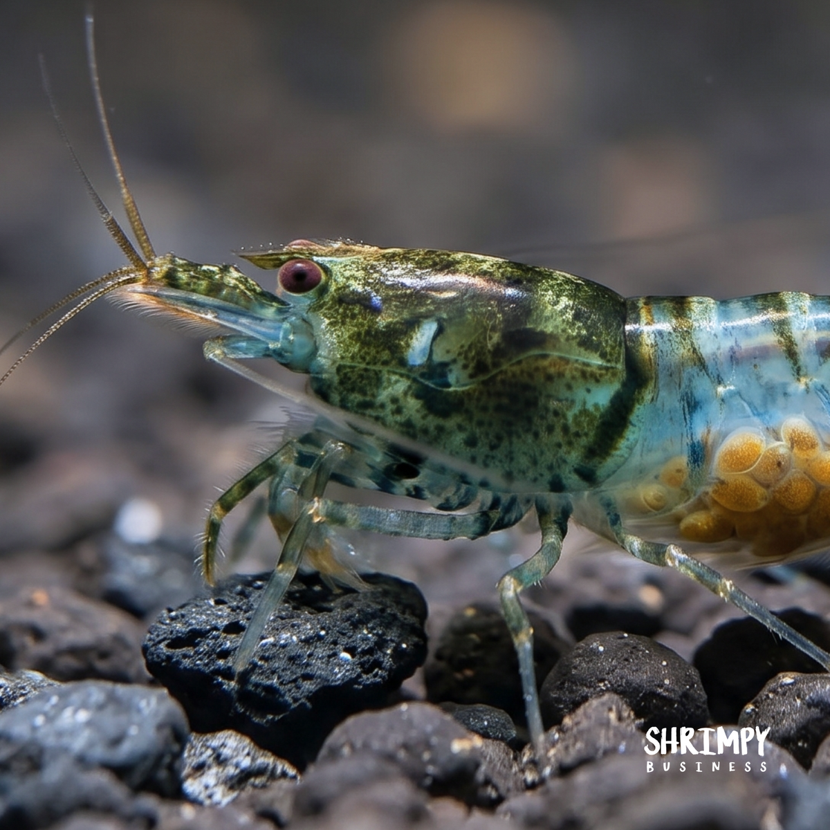 Green Rili Shrimp