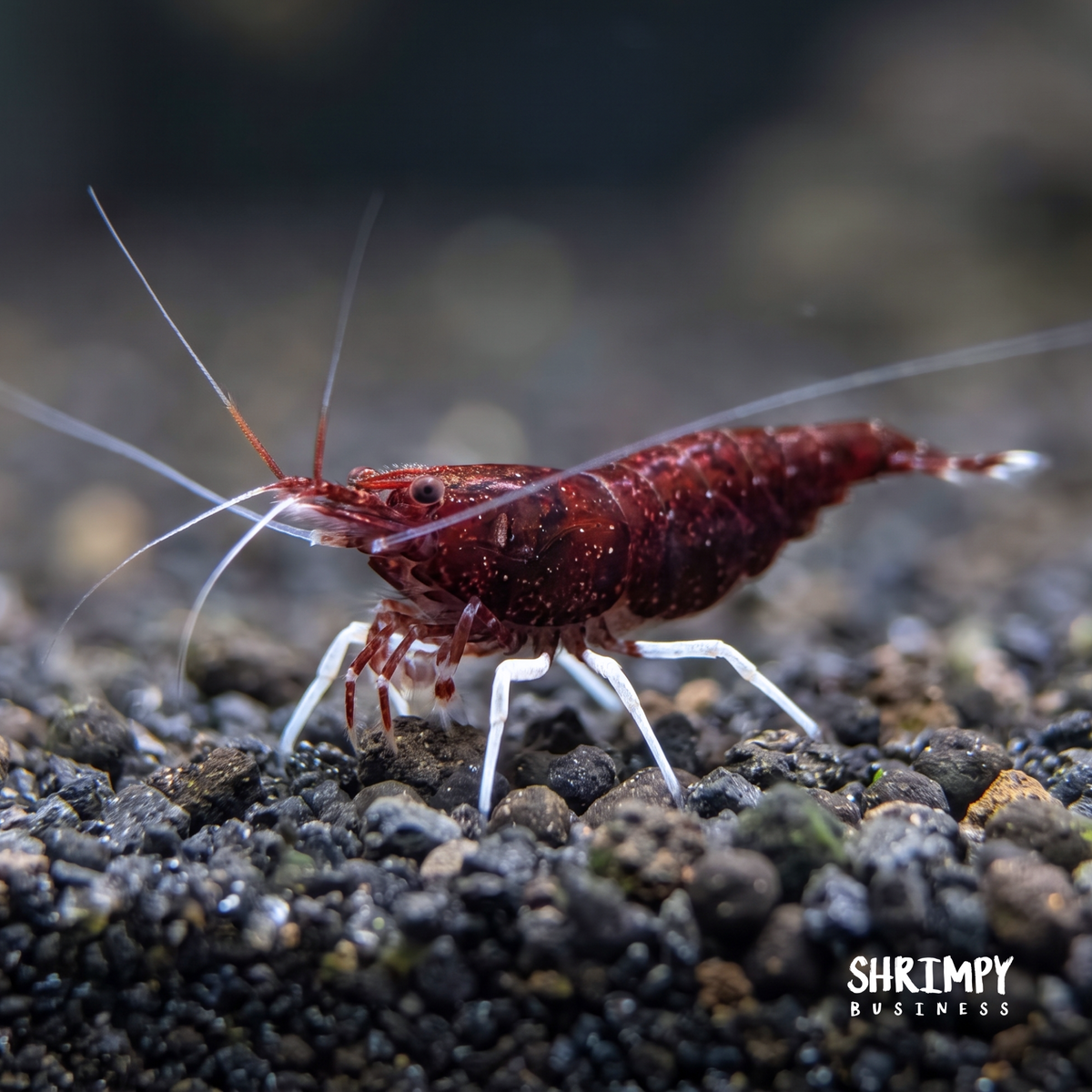 USA-Bred Cardinal Sulawesi Shrimp