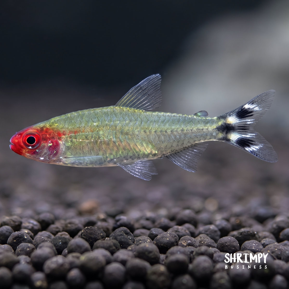 Rummynose Tetra (Tank-Bred)