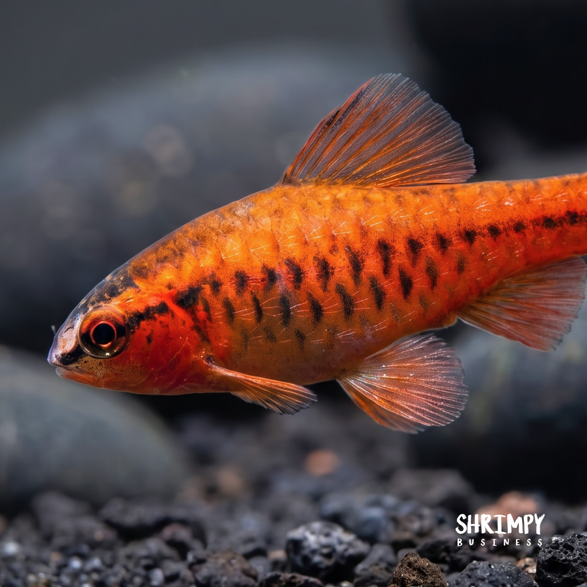 Cherry Barb