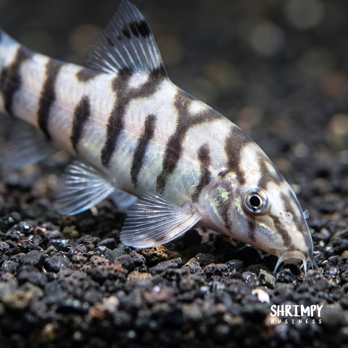 Yoyo Loach