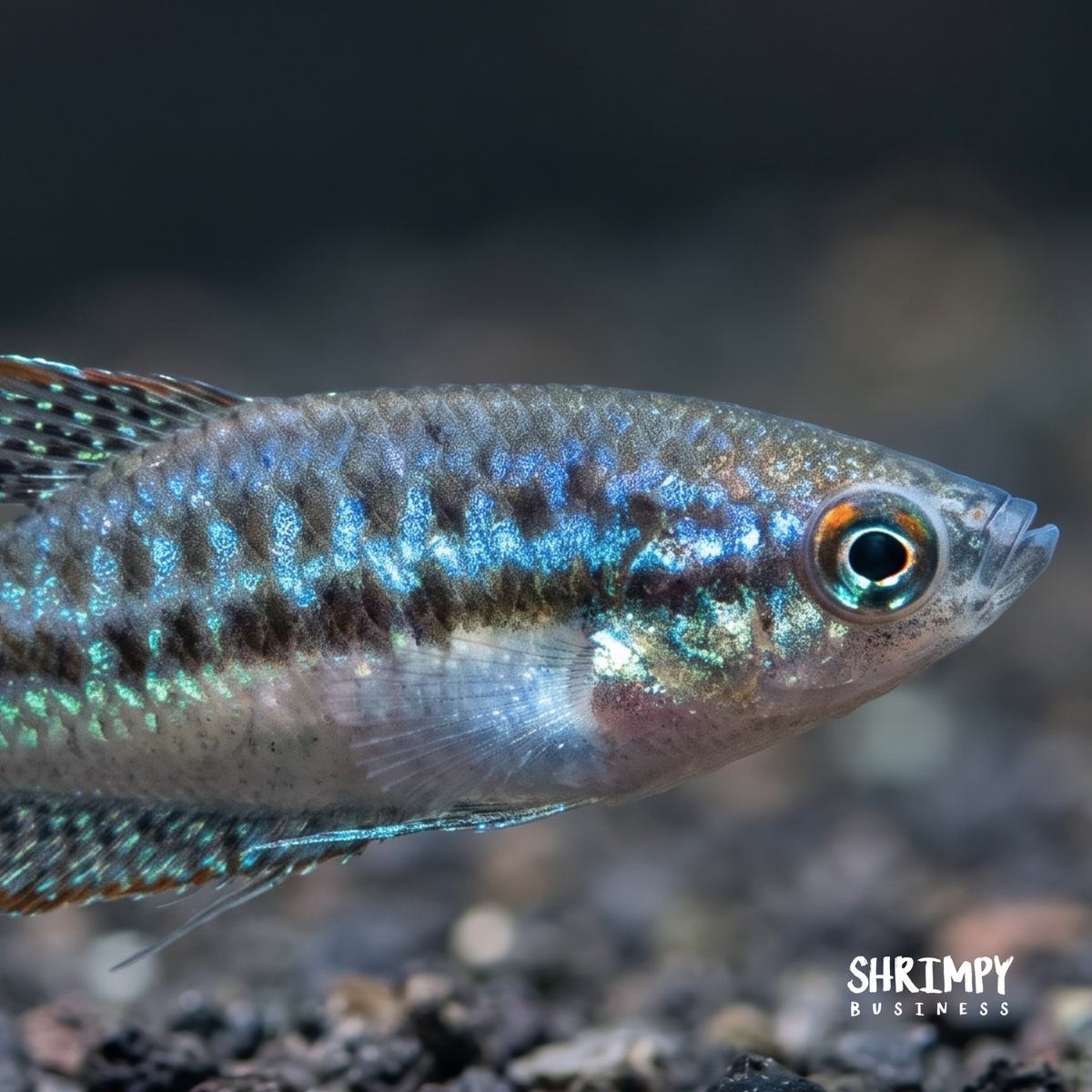 Sparkling Gourami