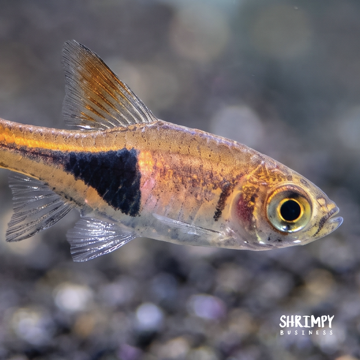 Harlequin Rasbora