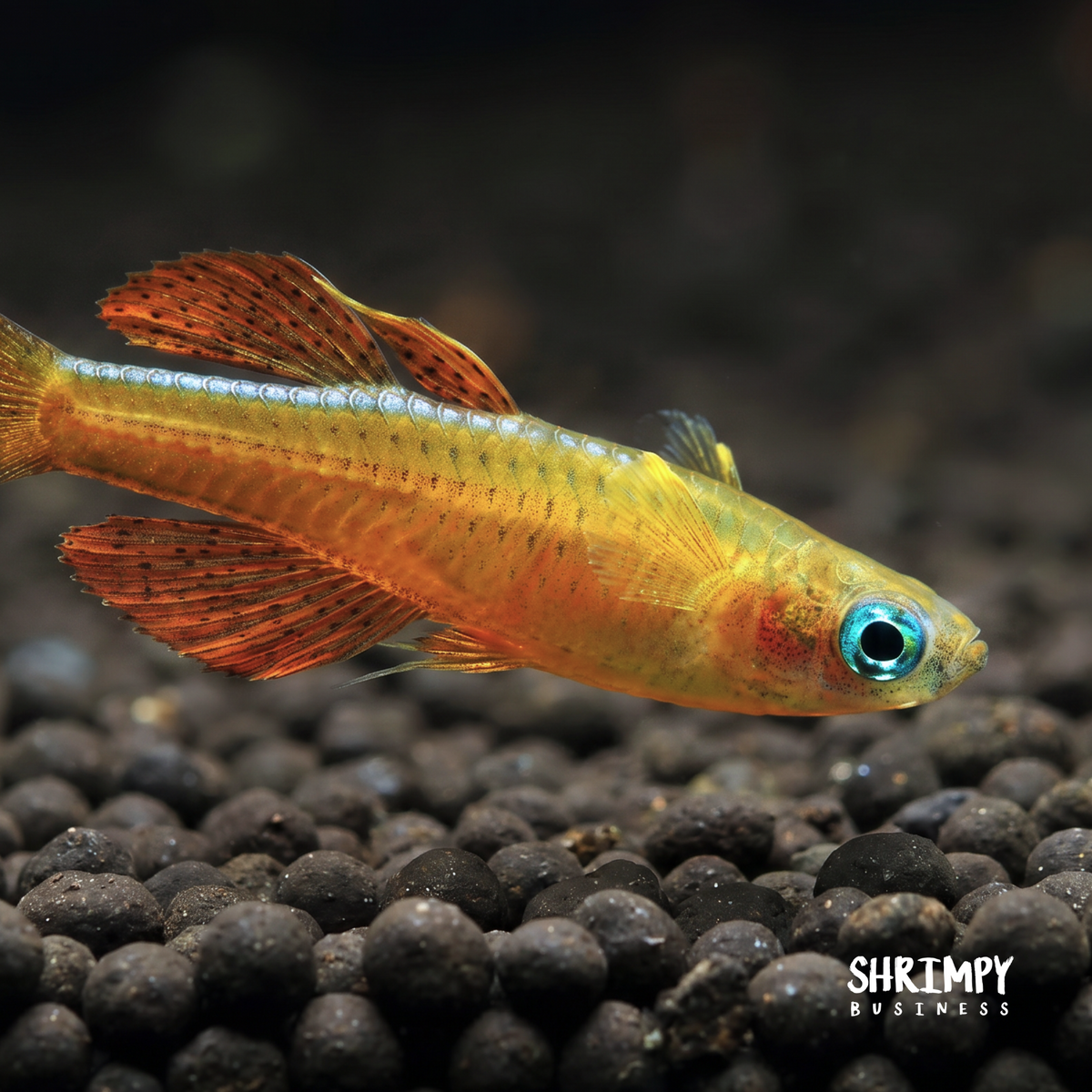 Blue Eye Red Neon Rainbowfish (Tank-Bred)