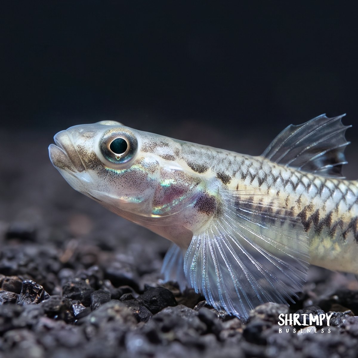 Blue Neon Goby
