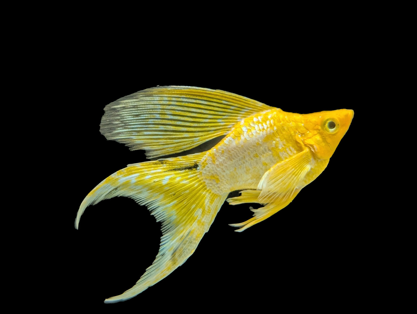 Grade A Yellow Platinum Balloon Lyretail Molly