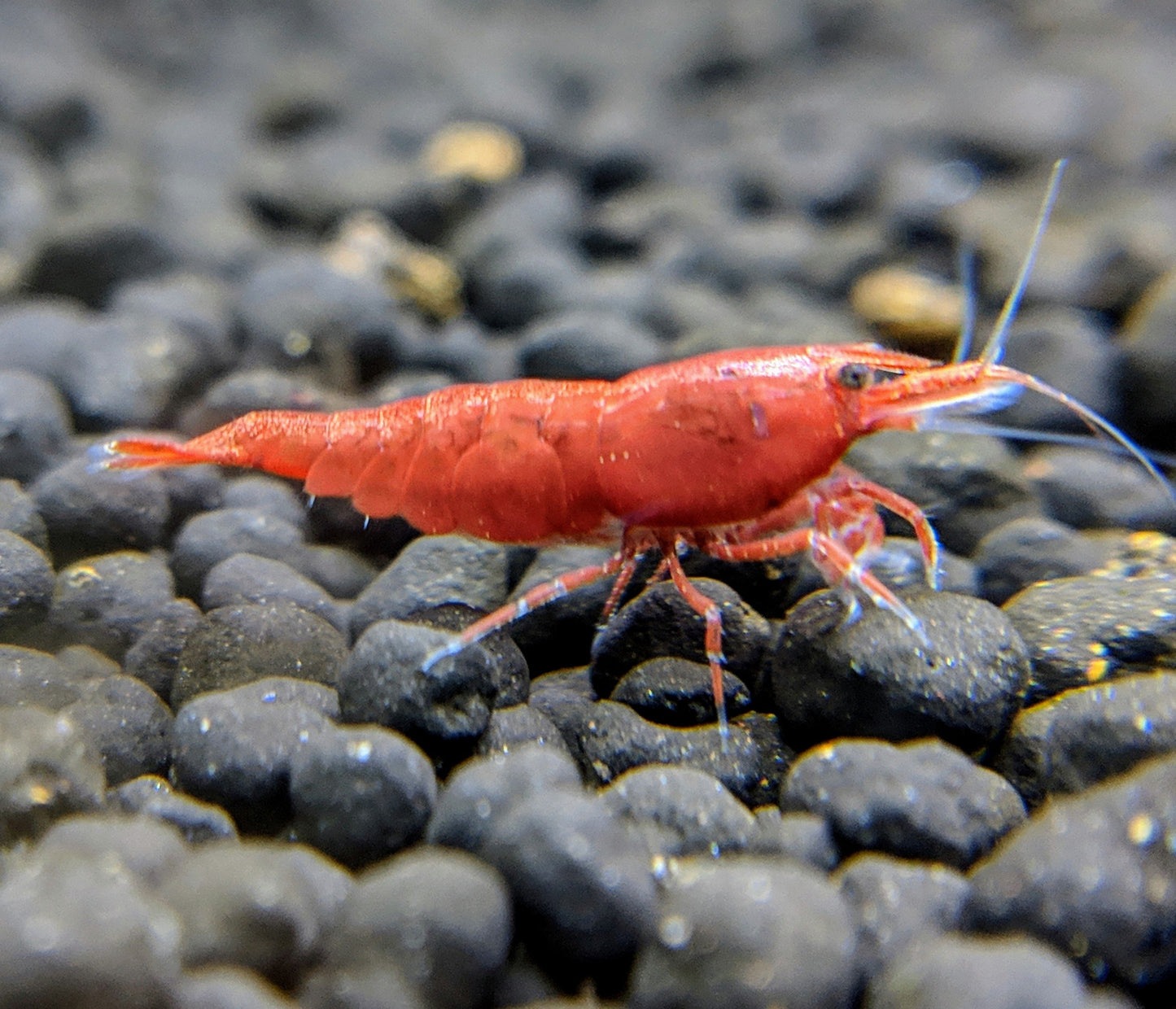 Red cherry shrimp.