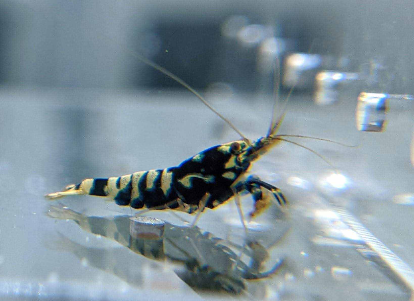 Black Galaxy Pinto Shrimp - shrimpy-business