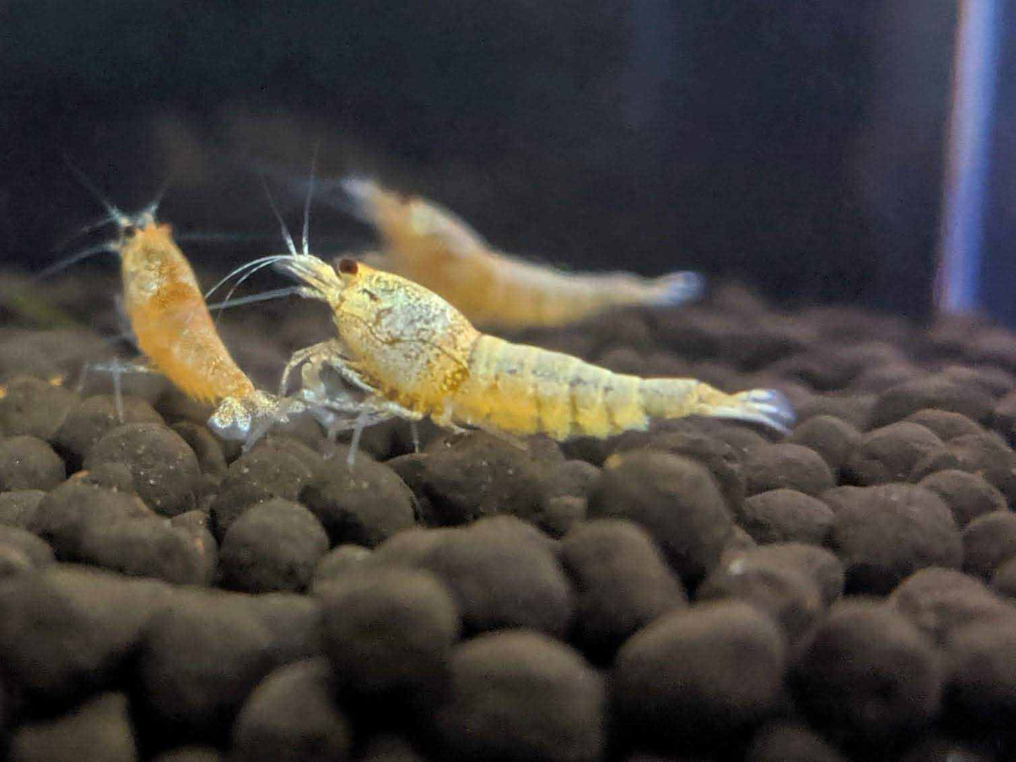Crystal Shrimp Golden Bee Trio Pack (12 Shrimps) - shrimpy-business