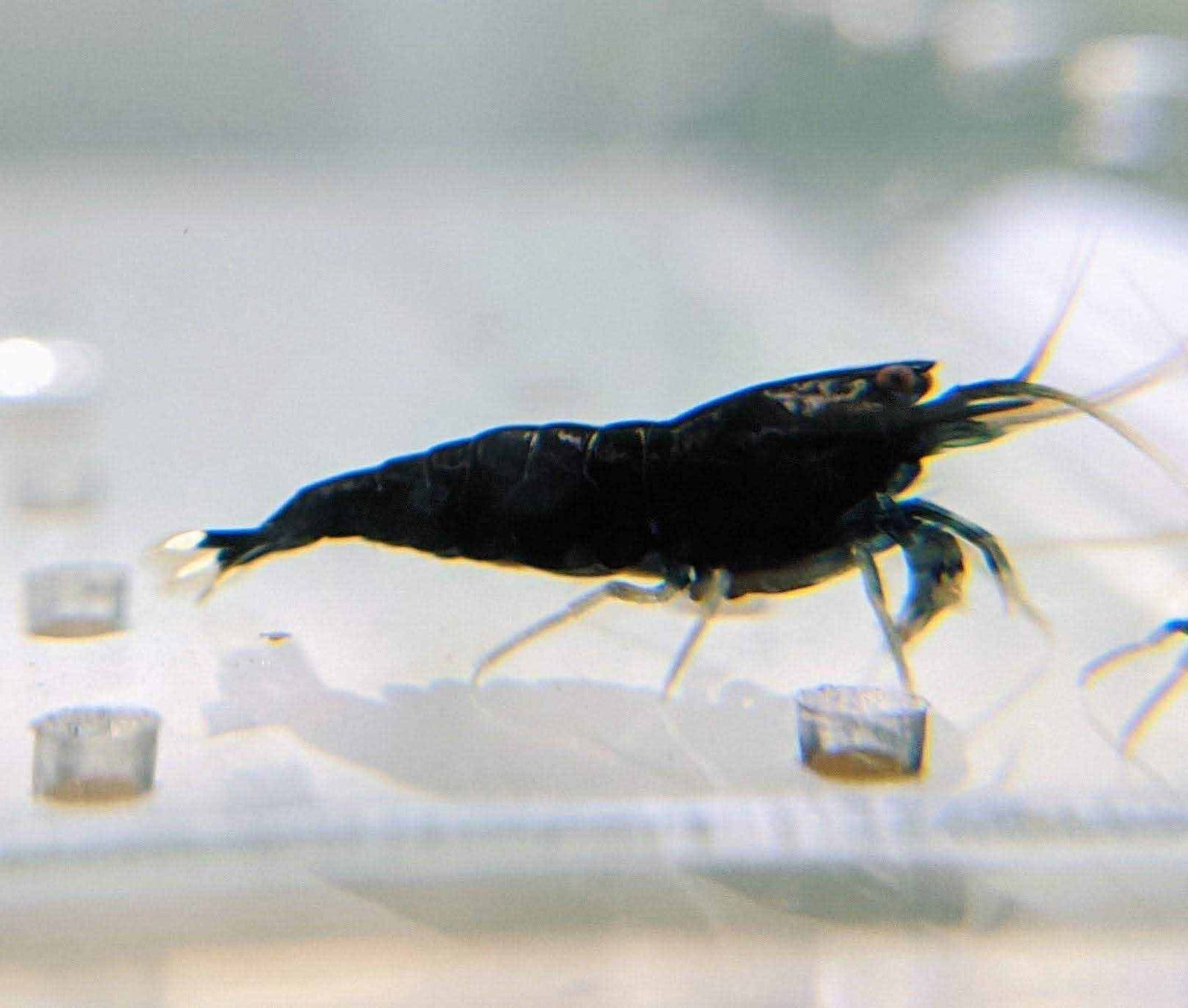 Extreme Black King Kong - shrimpy-business