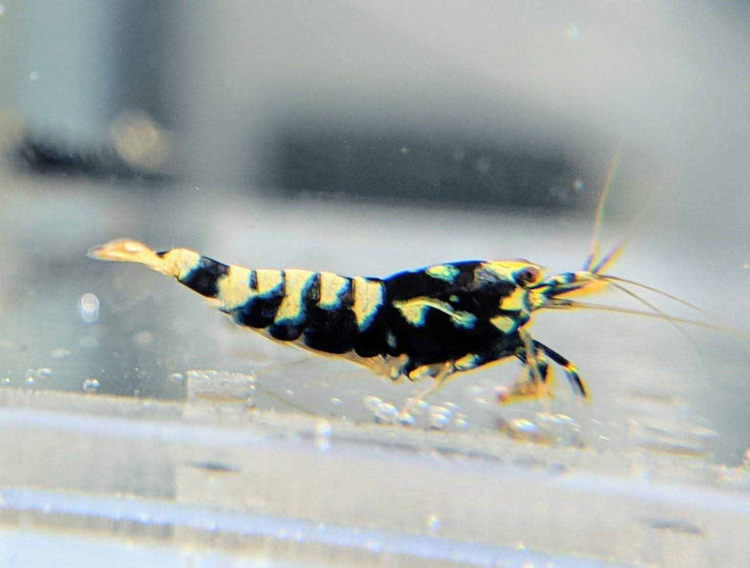 Black Galaxy Pinto Shrimp - shrimpy-business