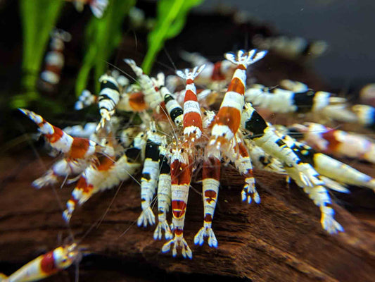Crystal Shrimp Golden Bee Trio Pack (12 Shrimps) - shrimpy-business