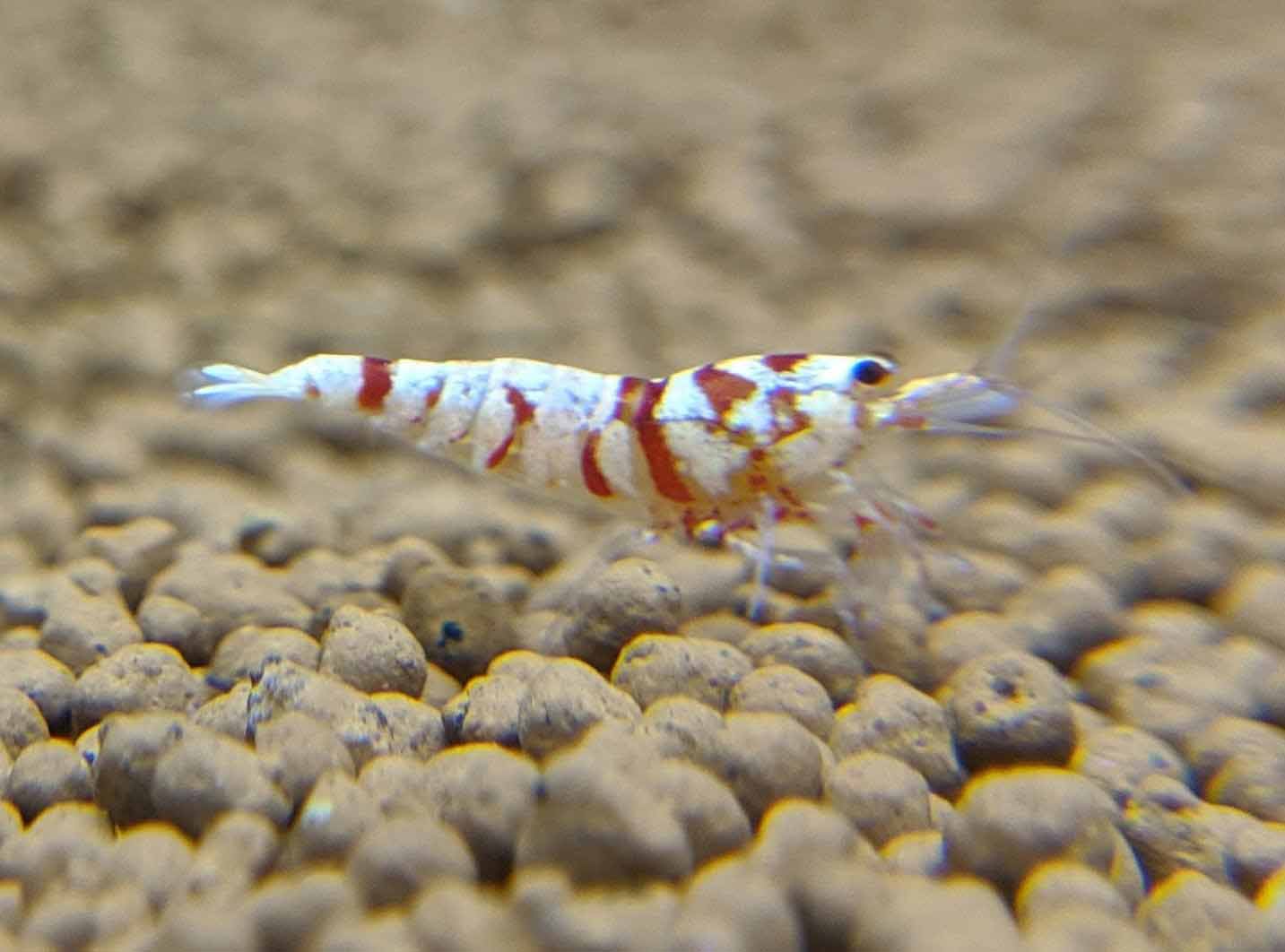 Red Fancy Tiger Shrimp - shrimpy-business