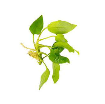 Anubias Nana Golden
