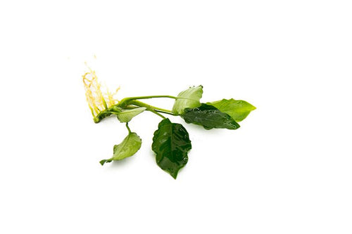 Anubias Nana 'Long Wavy'