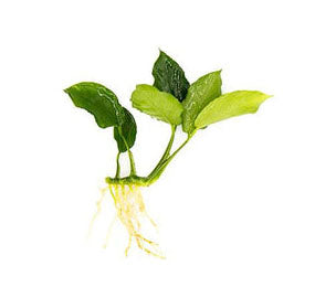 Anubias Nana 'Long Wavy'