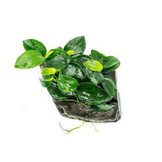Anubias Attached to Driftwood