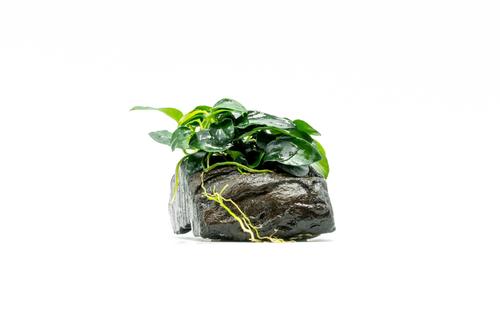 Anubias Attached to Driftwood