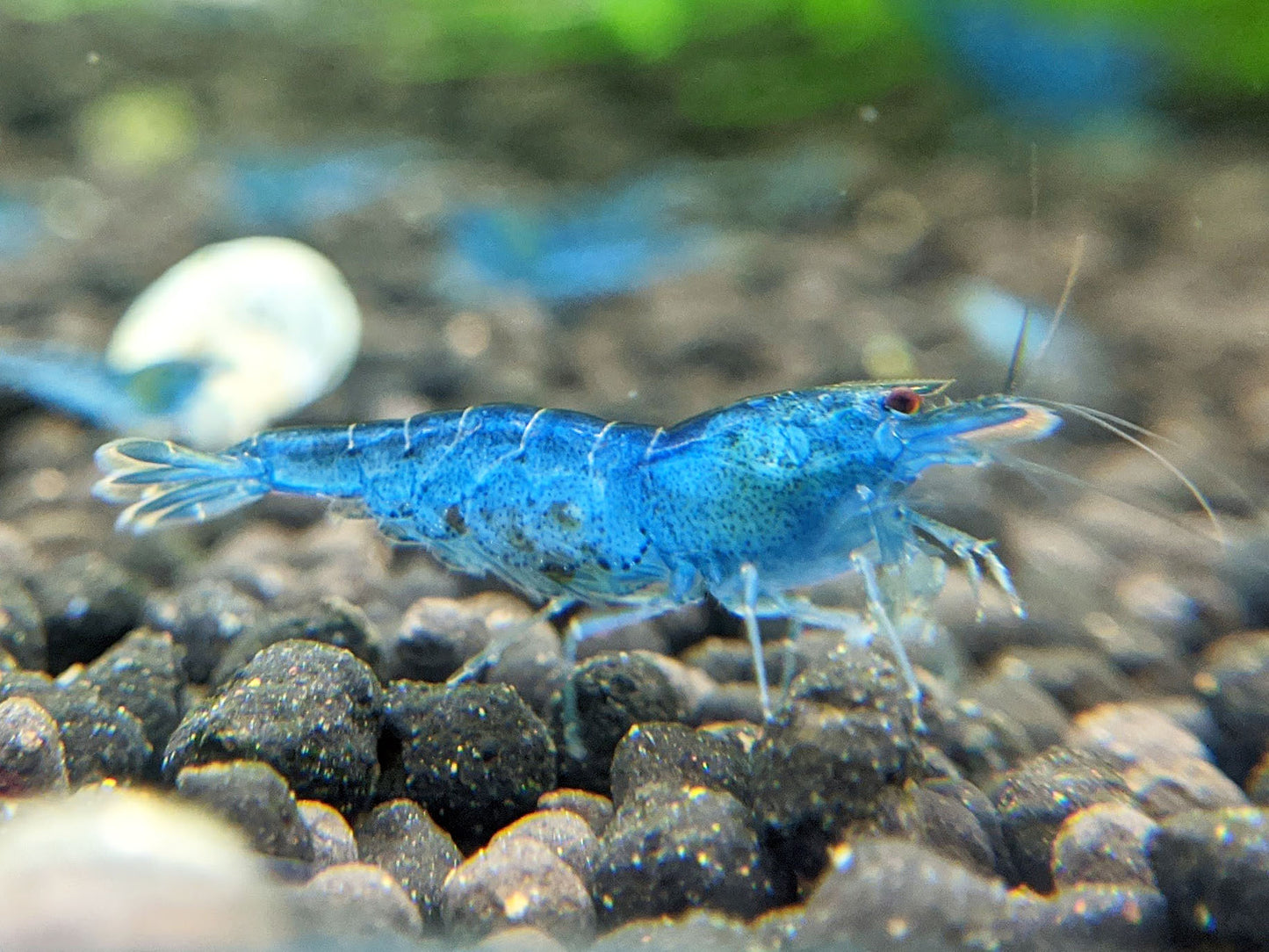 Aura Blue Tiger Shrimp