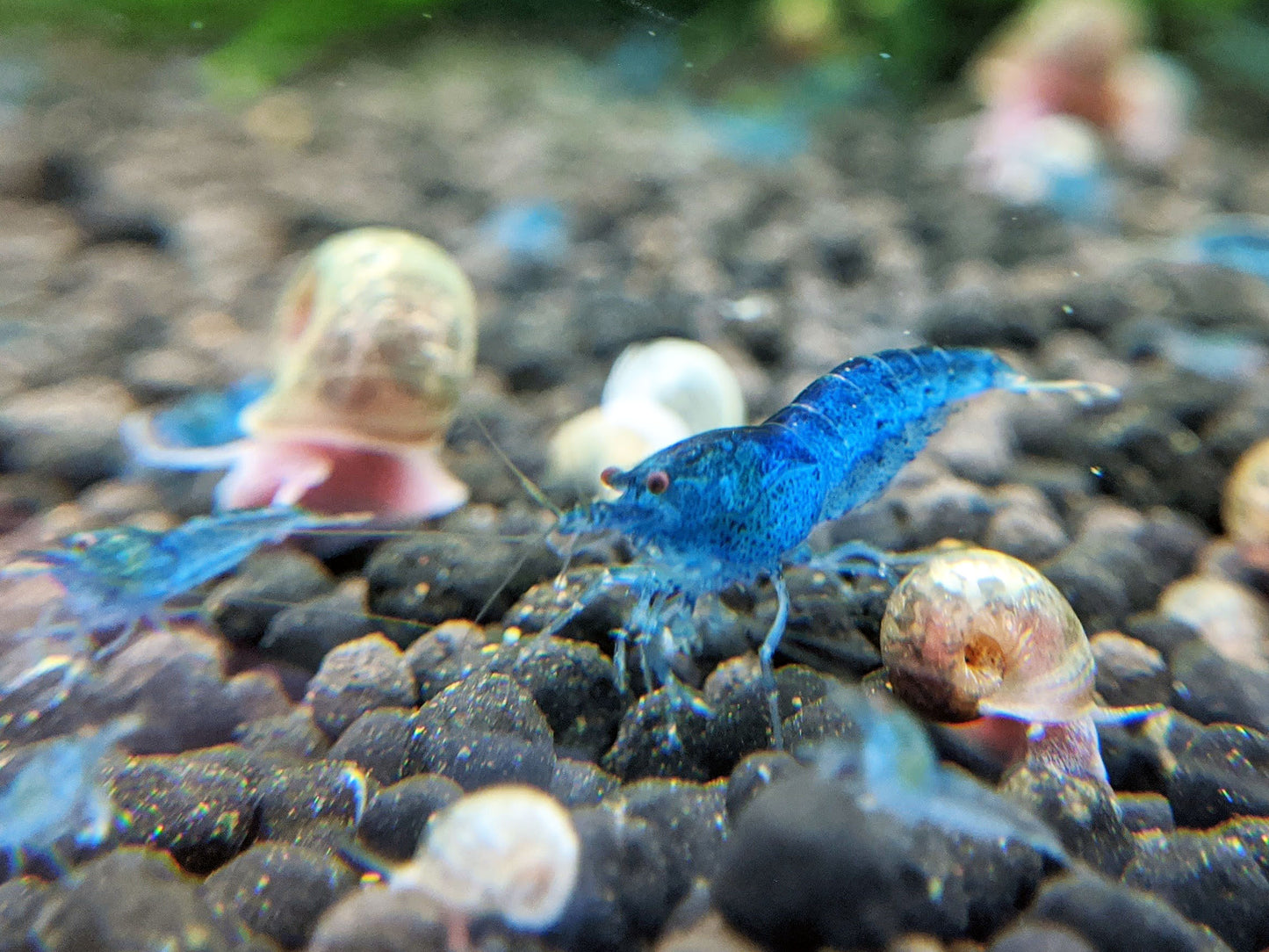 Aura Blue Tiger Shrimp
