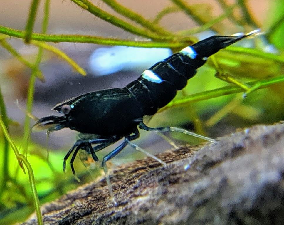 Black King Kong / Panda Shrimp Mix - shrimpy-business