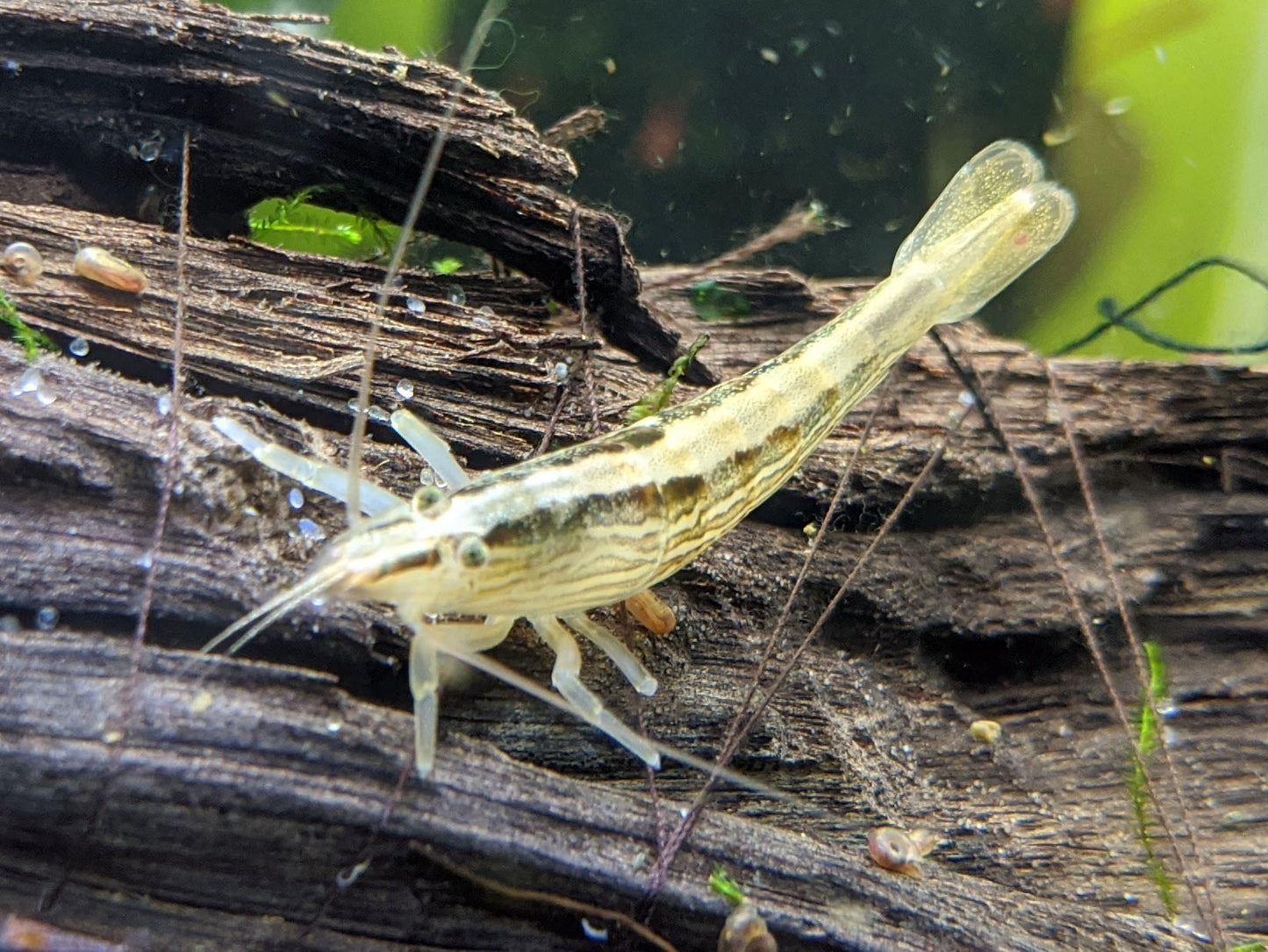 Bamboo Shrimp (ATYOPSIS SPINIPES)