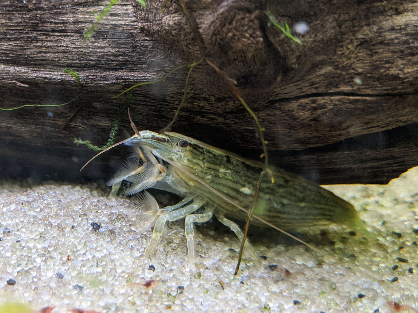 Bamboo Shrimp (ATYOPSIS SPINIPES)