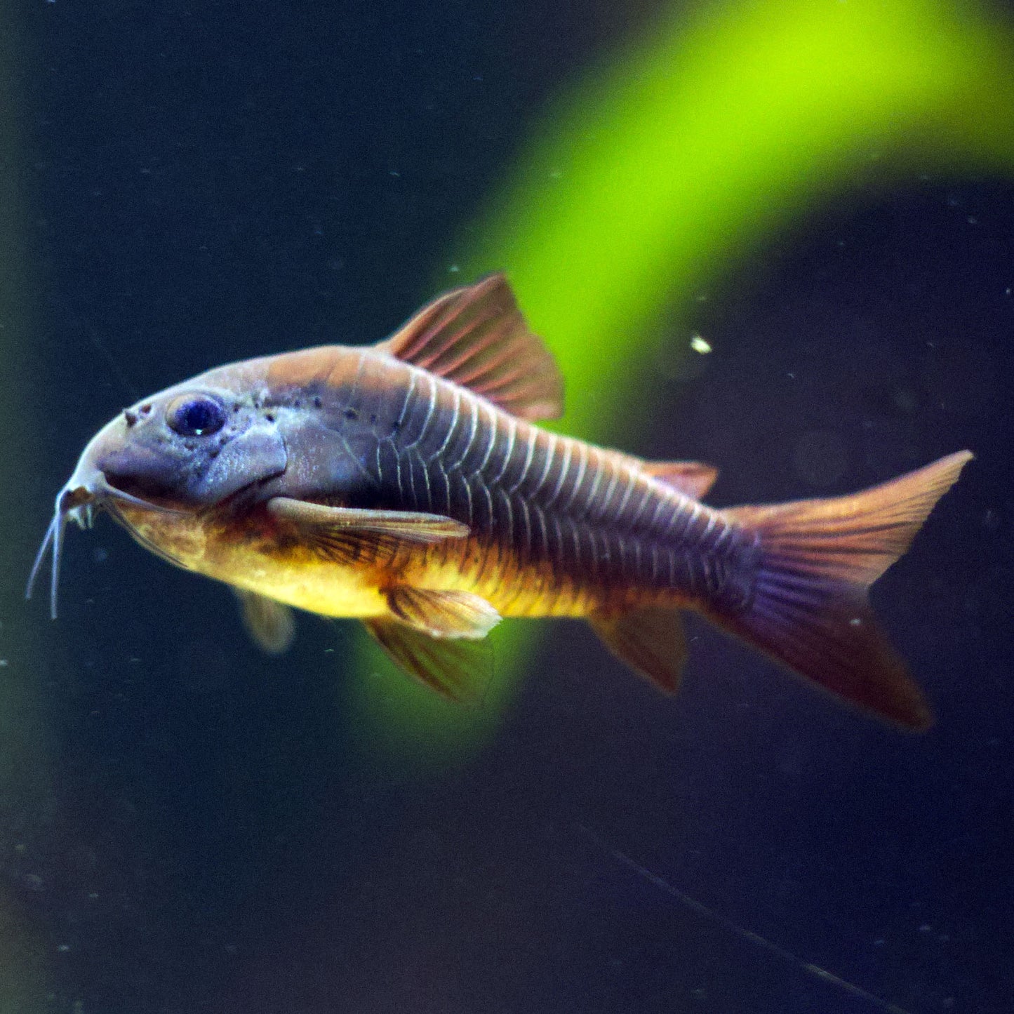 Black Venezuelan Corydoras (Tank-Bred)
