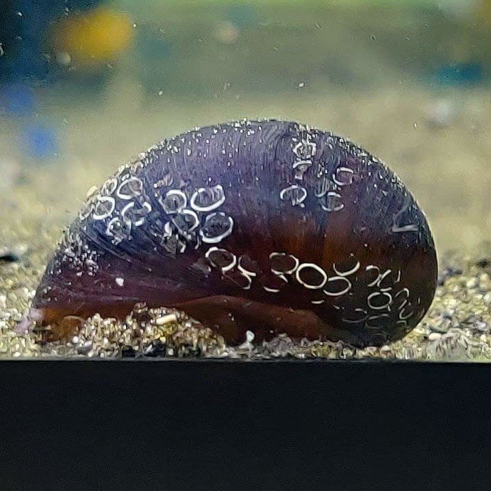 Black Racer Nerite Snail