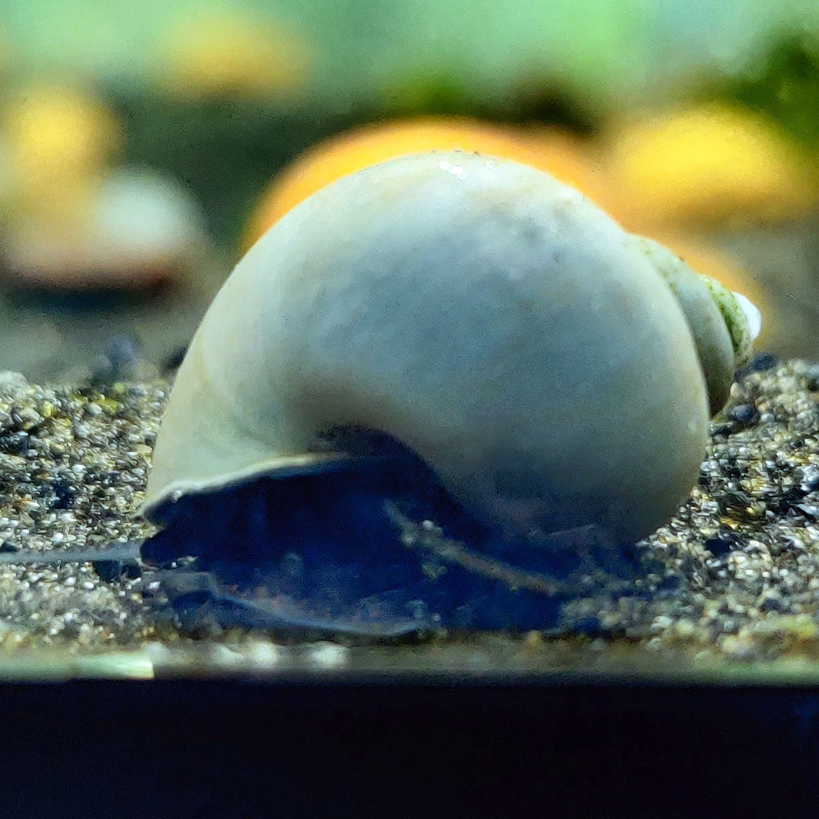 Blue mystery snail.