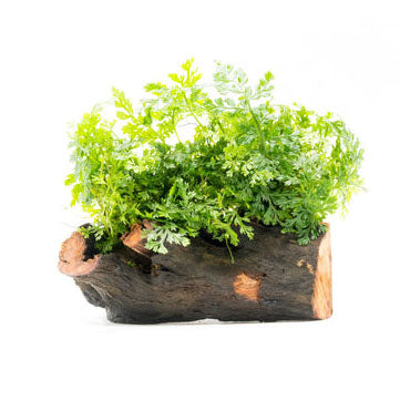Bolbitis Heteroclita Difformis on Wood