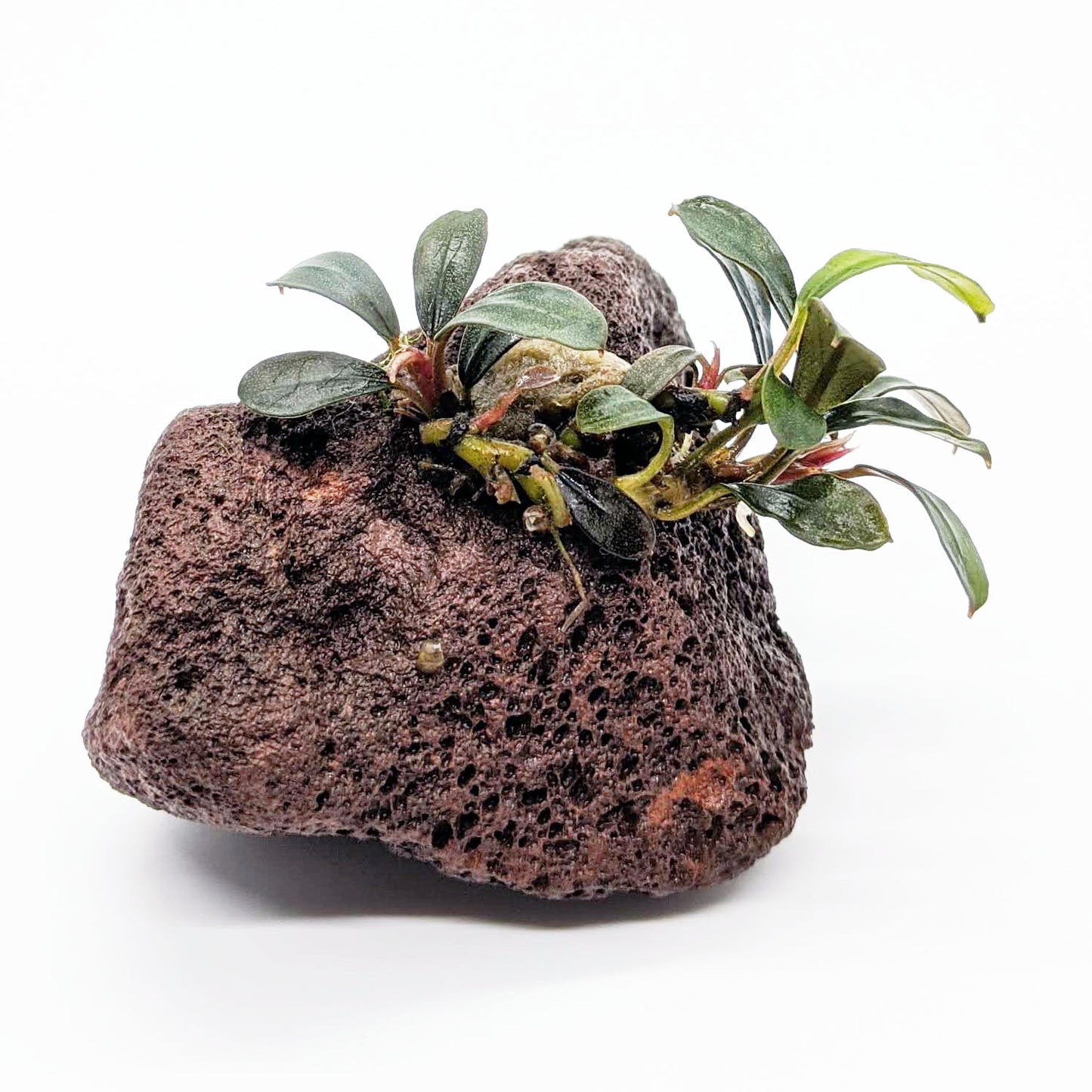 Bucephalandra Attached to Lava Rock