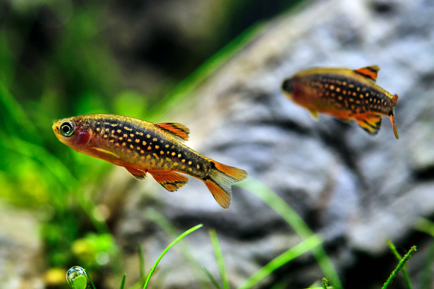 Galaxy fish - celestial pearl danio.