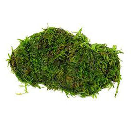 Christmas Moss attached to Rock