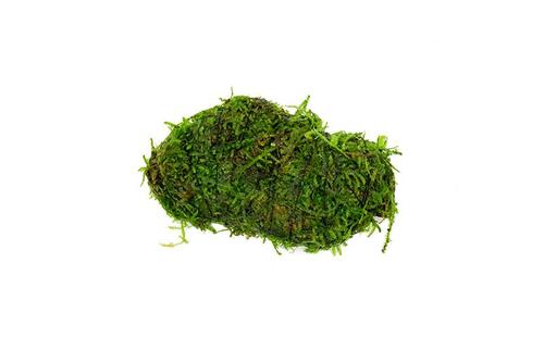 Christmas Moss attached to Rock