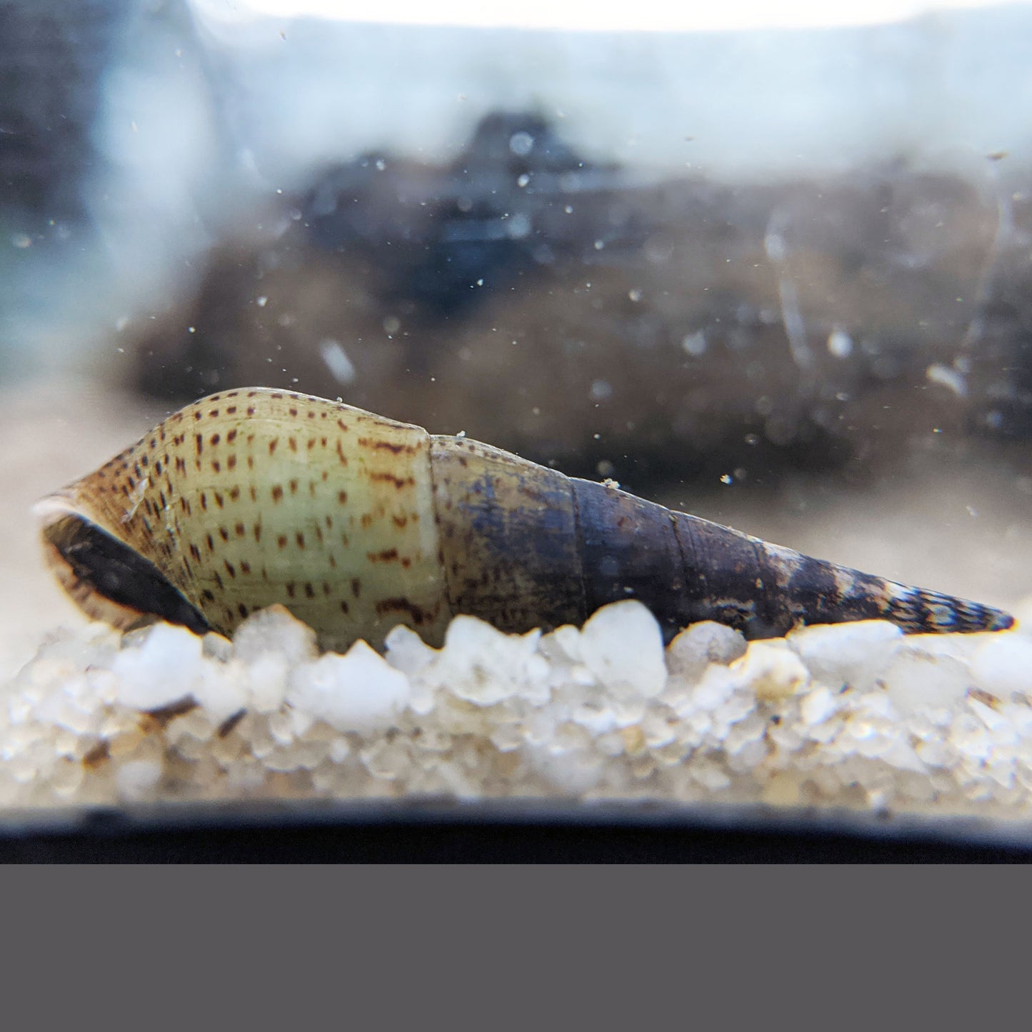 Chopstick Snail